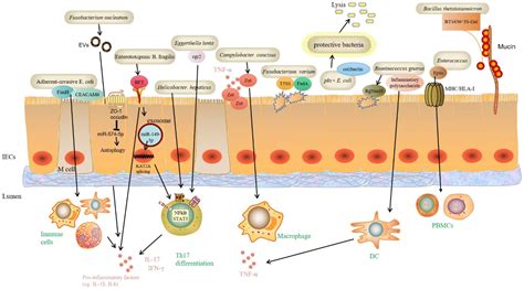 Frontiers New Insights Into Bacterial Mechanisms And Potential