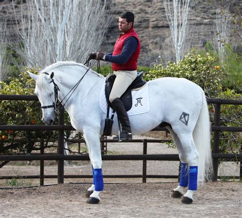 Cubriciones De Caballos