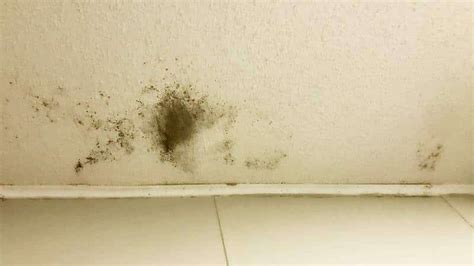 Why Does Mold Grow On Bedroom Walls Psoriasisguru