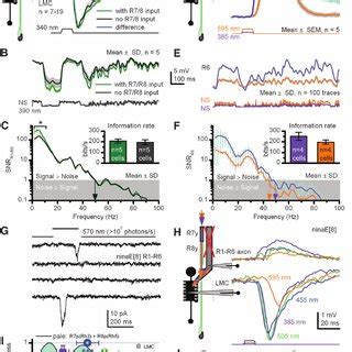 Manipulating Spectral Sensitivity Of The Motion Pathway To Eluci Date