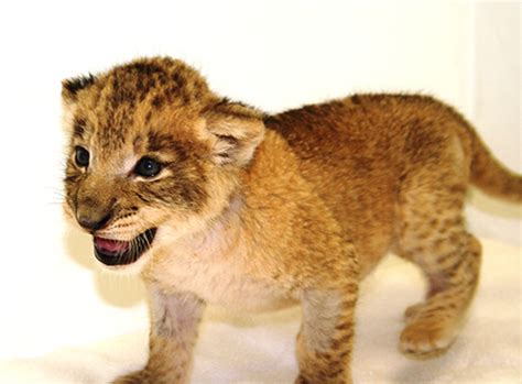 Lion Cubs at the Riverbanks Zoo - ZooBorns