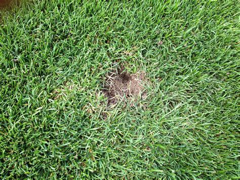 Closeup - Wildlife Management