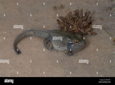 Bullfrog tadpole hi-res stock photography and images - Alamy