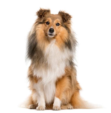 8300 Shetland Sheepdogs Pics Stock Photos Pictures And Royalty Free