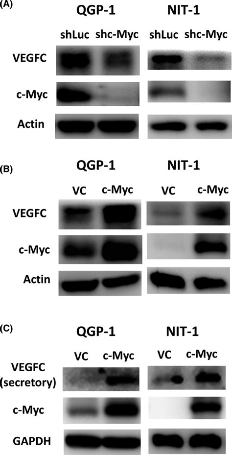 Cmyc Positively Correlates With Vascular Endothelial Growth Factor C