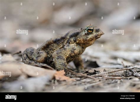 Common Toad Bufo Bufo Stock Photo Alamy