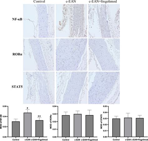 Fingolimod inhibits the expression of transcription factor NFκB