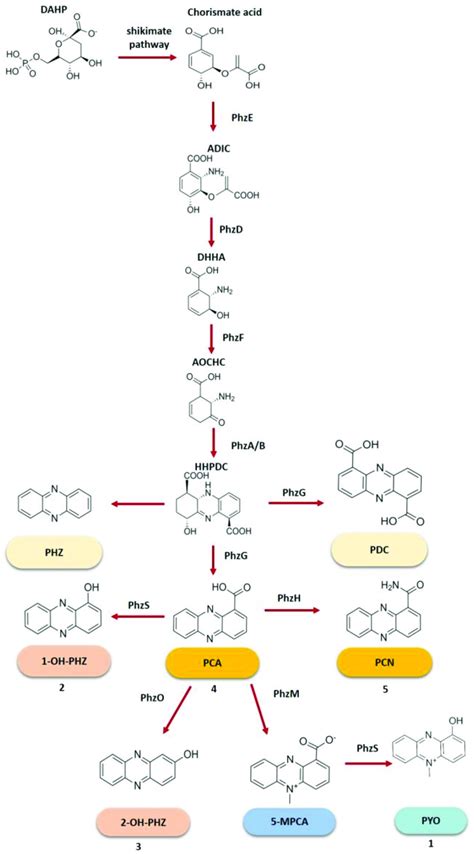 Biosynthetic Pathway For Phenazine Production By Pseudomonas Spp Dahp