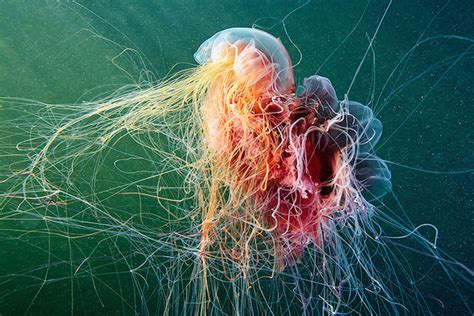 jellyfish-underwater-photography-alexander-semenov-2 – Fubiz Media