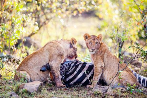 Lion cubs feeding stock image. Image of zoological, africa - 180050309