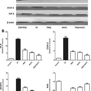 A Western Blot Analysis Of The Expression Of Nf B Cox Stat And