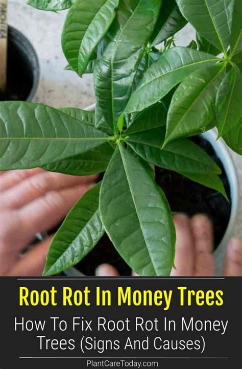 How To Fix Root Rot In Money Trees Signs And Causes Money Trees