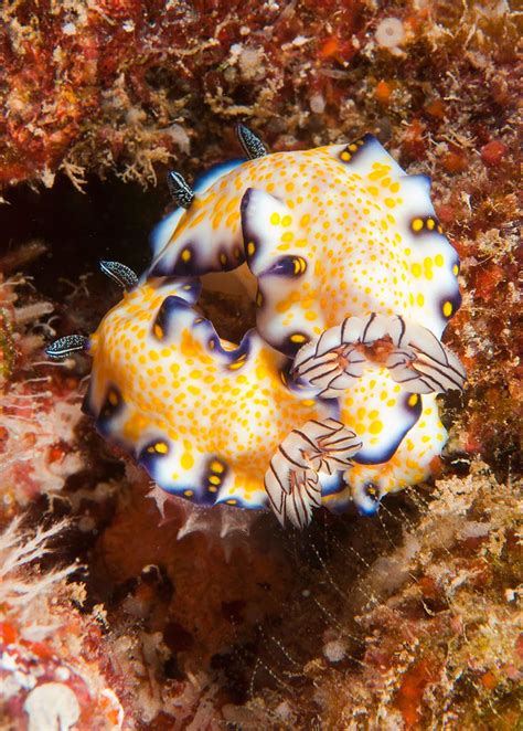 Imperial Nudibranchs Chuck Babbitt Flickr