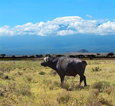 Premium Photo Buffalo In The African Savannah Wildlife Habitat