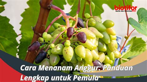 Cara Menanam Anggur Panduan Lengkap Untuk Pemula