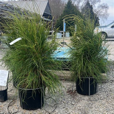 Franky Boy Arborvitae 7 Gal Lichtenfelts