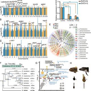 Intra Species And Inter Species Copy Number Variation Cnv In Gene