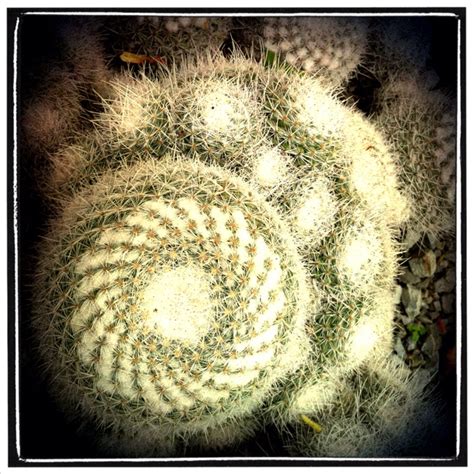 1000+ images about CACTUS on Pinterest