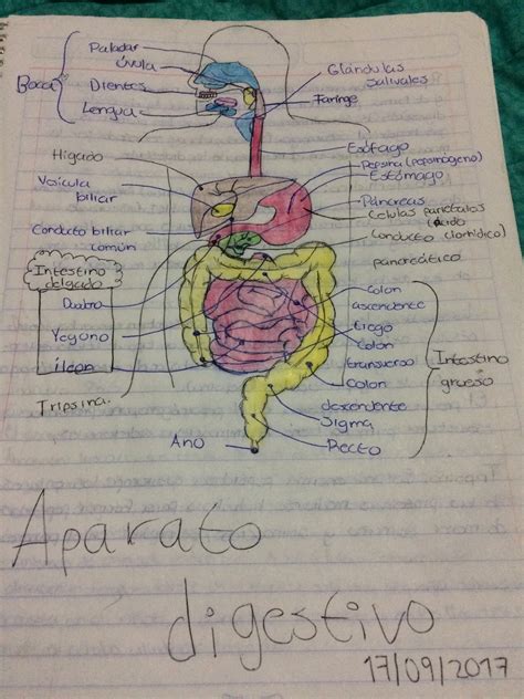 Dibujo Del Aparato Digestivo Portafolio De Bioqu Mica