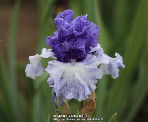 Tall Bearded Iris Iris Crowned Heads In The Irises Database