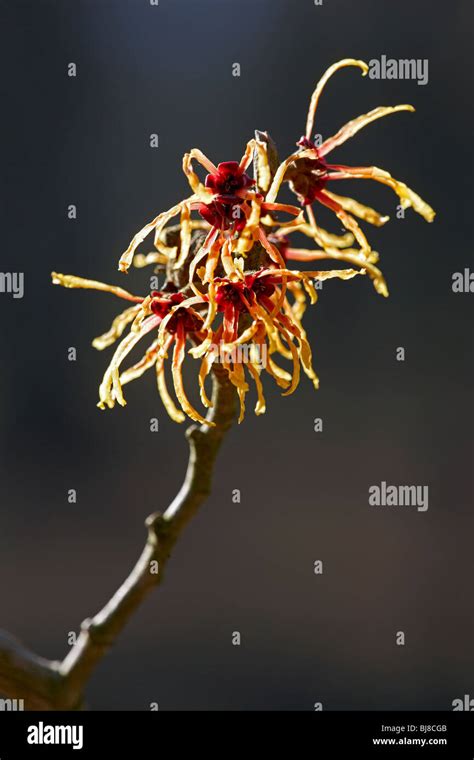 Hamamelis X Intermedia Jelena Witch Hazel Uk Stock Photo Alamy