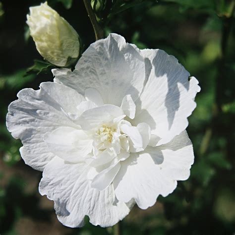 Hibiscus Syriacus White Chiffon® Notwoodtwo