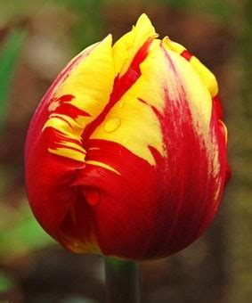 Tulip TR El Cid GARDENIDEA