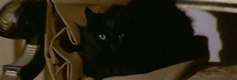 Nude For Satan Cinema Cats