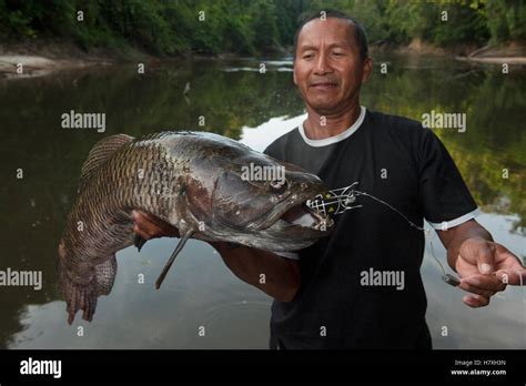 Aimara Hoplias Aimara Caught By Fisherman Rewa River Guyana Stock