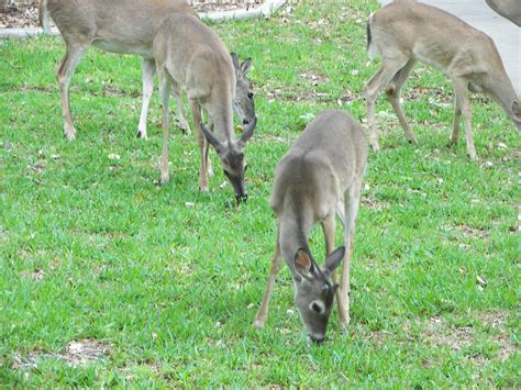 Plantanswers Plant Answers Deer Eating Grass