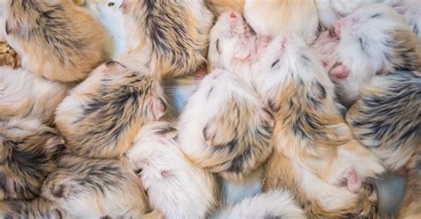 Baby Hamster 6 Amazing Facts And 6 Pictures A Z Animals