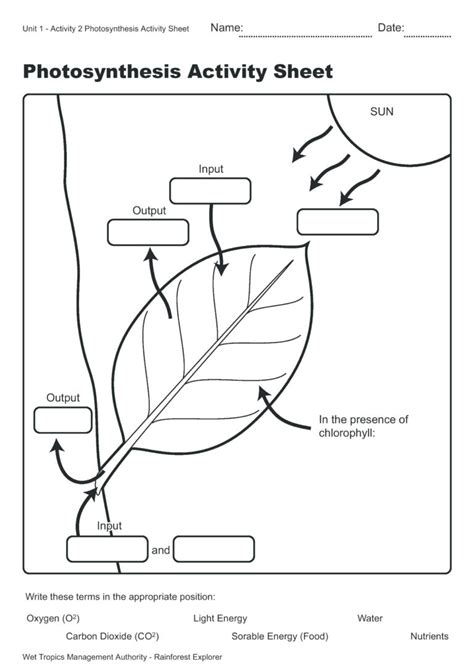 Photosynthesis Coloring Pages Worksheets Oneupcolorco — Db