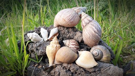 Wadidaw Hunting Bekicot Albino Dan Menemukan Banyak Cangkang Keong