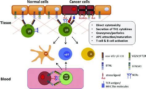 T Cells Predominantly V T Cells Are Rich In Tissues Such As