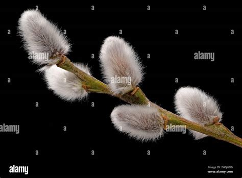 Pussy Willow Catkin Pussy Willows Catkins Stock Photo Alamy