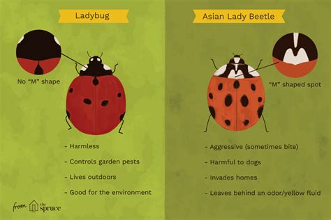 The Differences Between Ladybugs And Asian Lady Beetles Asian