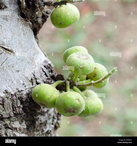 Ficus Racemosa Cluster Fig Hi Res Stock Photography And Images Alamy