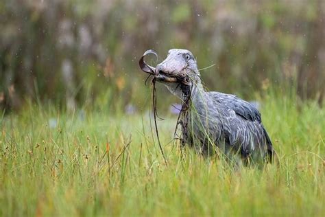 Shoebill Stork - Facts and Beyond | Biology Dictionary