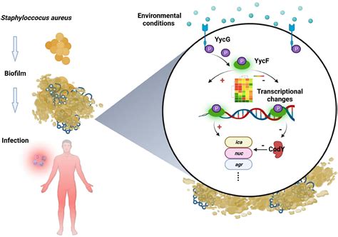 Frontiers Cody Is Modulated By Yycf And Affects Biofilm Formation In