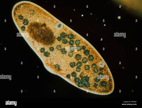 Paramecium Protozoan Hi Res Stock Photography And Images Alamy