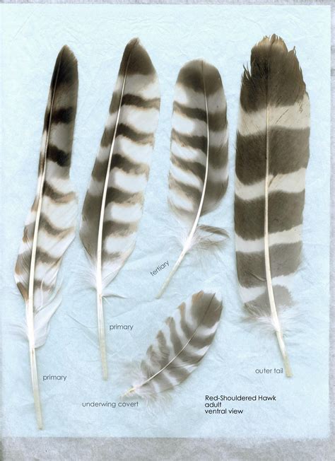 Red Shouldered Hawk Feather Identification