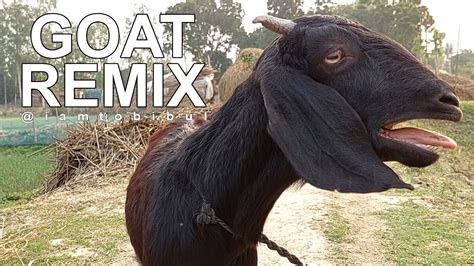 Goat Sounds The Sound Of Goats Near The Field Goat Remix Part 1