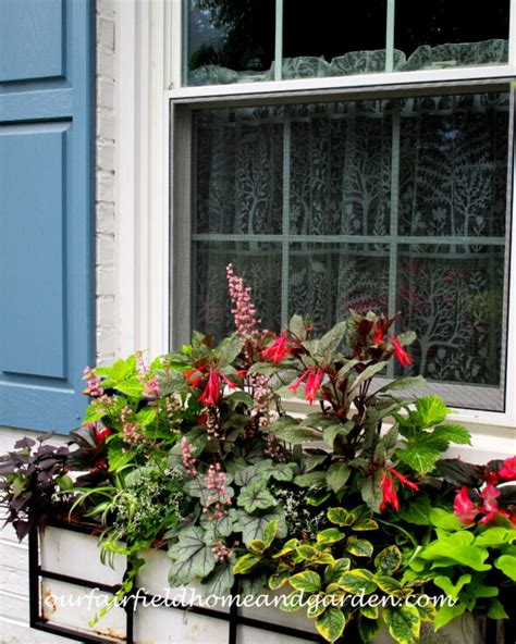 Summer Window Boxes Mixing Annuals Houseplants And Perennials For