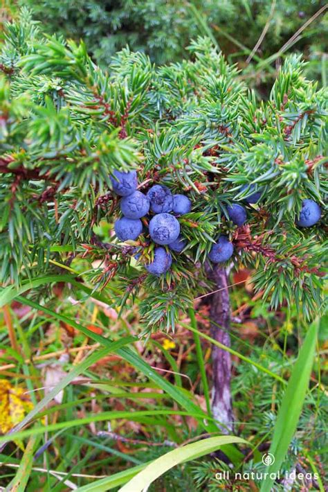 Juniper Berry Oil Benefits: Weight Loss and Cellulite? | All Natural Ideas