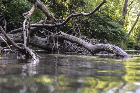 Fotos Gratis Rbol Agua Naturaleza Bosque Al Aire Libre Pantano