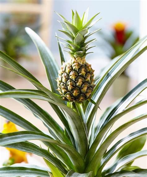 Ananas Comosus Comme Plante D Int Rieur Culture Et Entretien