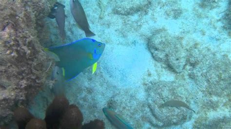 Tobacco Bay Bermuda Snorkeling Youtube