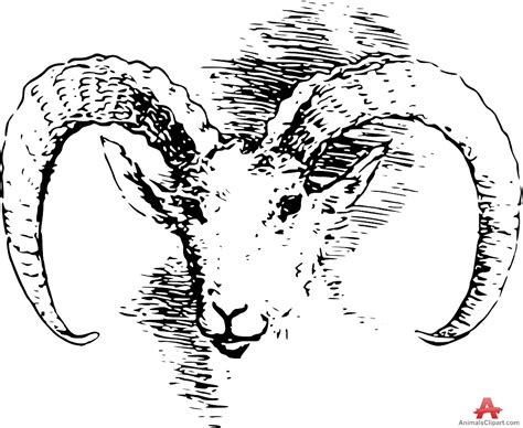 Bighorn Sheep Drawing At Getdrawings Free Download