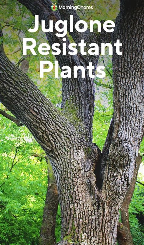 Juglone Resistant Plants That Can Grow Near Black Walnut Trees