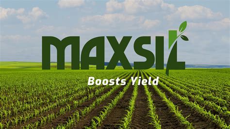 Maxsil Silicon Fertiliser Boosts Yield